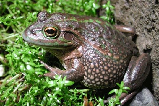 Growling Grass Frog. Credit: Museum Victoria